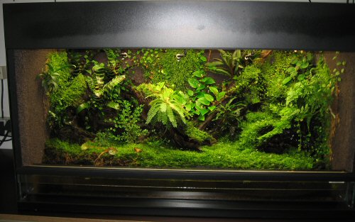 Vesicularia Montagnei